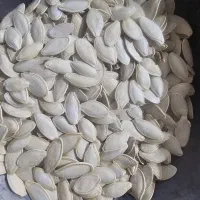 خرید فروش آفتاب گردان و تخم کدو