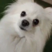 سگ گمشده|حیوانات|سرخرود, |دیوار