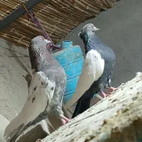 جفت نر عروسک