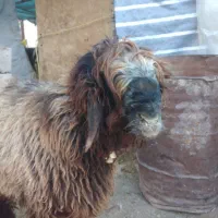 بره قوچی بختیاری|حیوانات مزرعه|بلداجی, |دیوار