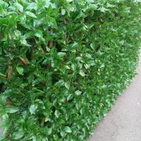 آکاردئونی چوبی و برگی گل دار مناسب پوشش تراس