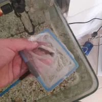 فروش  ماهی گوپی  بزرگ  و کوچک|ماهی|کرمان, |دیوار