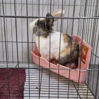 خرگوش نر بالغ با قفس بزرگ