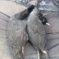 طیره حره|پرنده|کارون, |دیوار