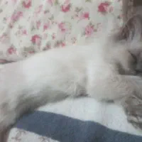 گربه هیمالین|گربه|کرمانشاه, |دیوار