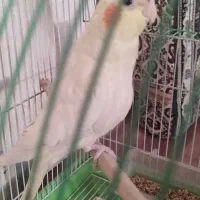 سهره قناری سینه سرخ عروس هلندی|پرنده|همدان, |دیوار