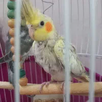 طوطی عروس هلندی جوجه پرنده