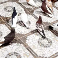 کبوتر.دم سفید.چپ|پرنده|اهواز, اهواز|دیوار