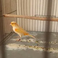 قناری نر پرتغالی