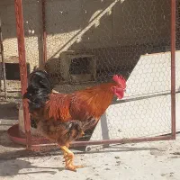 خروس جوان درجه یک