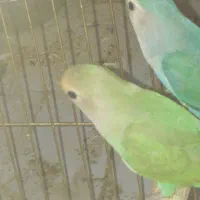 سه عدد کوتوله