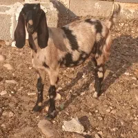۵ تا تیشتر پاکستانی داشتی