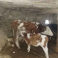 گاوسیمینتال باگوساله