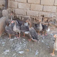 غاز|حیوانات مزرعه|خرمشهر, |دیوار