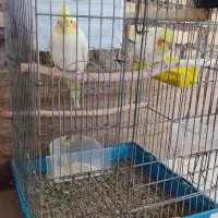 یک جفت عروس هلندی