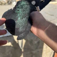 کفتر زاغ ابادانی|پرنده|کرج, حصارک پایین|دیوار