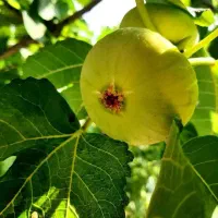 نهال انجیر سفید و زرد گلوگاه با کیفیت ممتاز