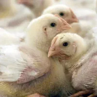 جوجه گوشتی نژاد راس وزن گیری بالا