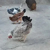 ۲عدد مرغ دونه ای ۴۵۰،چند عدد جوجه دونه ای ۱۵۰تومن