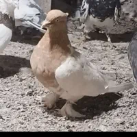دو عدد کبوتر