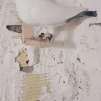 کبوتر|پرنده|ریگان, |دیوار