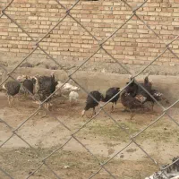 فرش بچه بوقلمون محلی