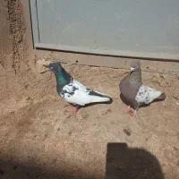 کبوتر|پرنده|خرمآباد, |دیوار