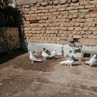 ماده دمبی|پرنده|شیراز, میرزاکوچک خان|دیوار