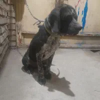 سگ شکاری معاوضه با کبوتر