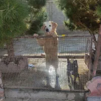 واگذاری فوری سگ های اصیل|سگ|تهران, ترمینال غرب|دیوار