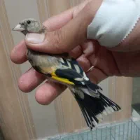 شاه سهره