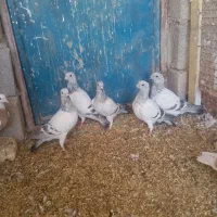 هفتا جنگ فروشی