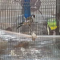 سهره نر|پرنده|شهر ری, شهرری|دیوار