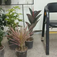 گیاه آپارتمانی ۵ عدد - ارسال رایگان در شرق تهران