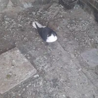 کبوتر|حیوانات|سبزوار, قلعهنو دهزار|دیوار