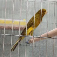 قناری سبز چمنی