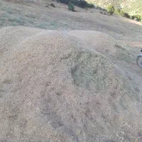علف تازه امسال