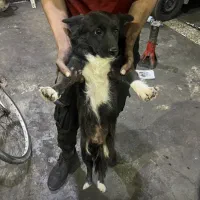 یک قلاده سگ پیدا شده