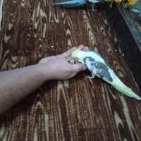 عروس هلندی نروماده|پرنده|لنگرود, |دیوار