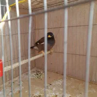 مرغ مینا|پرنده|کرمان, |دیوار