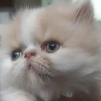 بچه گربه دو ماهه نژاد اصیل|گربه|ساری, |دیوار