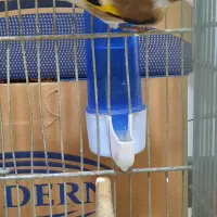 سهره نر|پرنده|تهران, شکیبا|دیوار