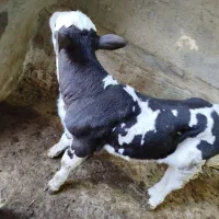 گوساله سیمینتال ماده|حیوانات مزرعه|نیشابور, راه آهن|دیوار