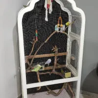 مرغ عشق و قفس