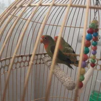 ۲کوتوله‌فروشی‌معاوضه‌بامرغ