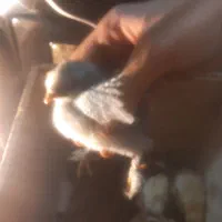 جوجه برهما و جوجه گلپاینی
