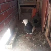 کفتر پرشی طوقی