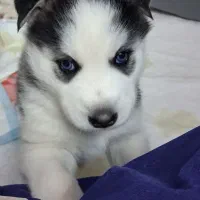 واگذاری سگ هاسکی