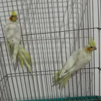 عروس هلندی|پرنده|تهران, هلال احمر|دیوار