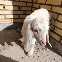 بزغاله|حیوانات مزرعه|بستان آباد, |دیوار